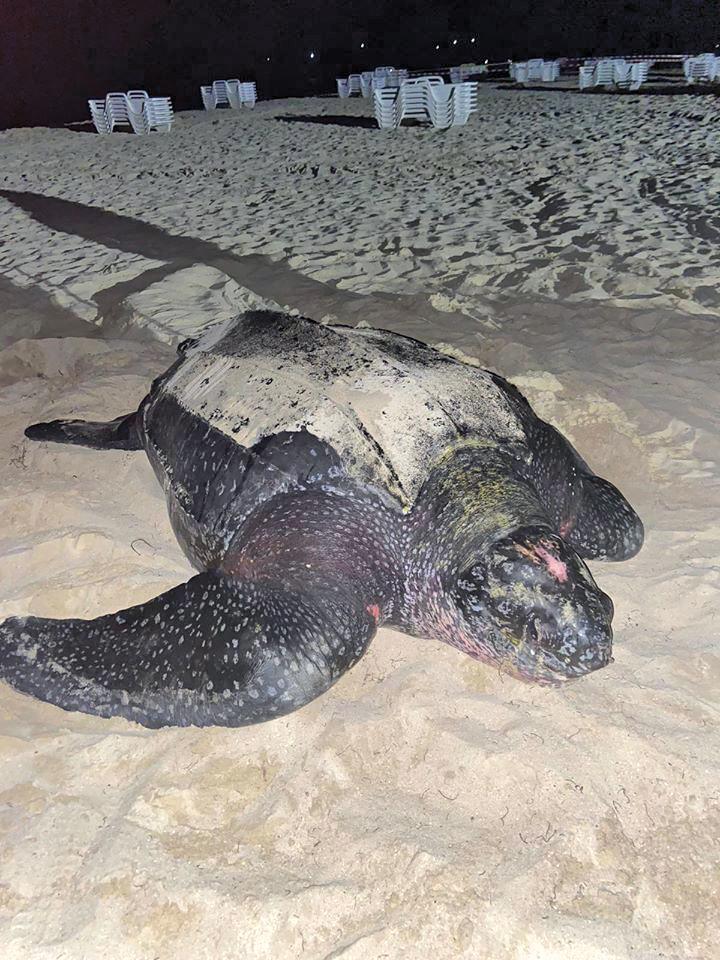 Premières pontes et émergences de tortues luth à la Baie Orientale ...