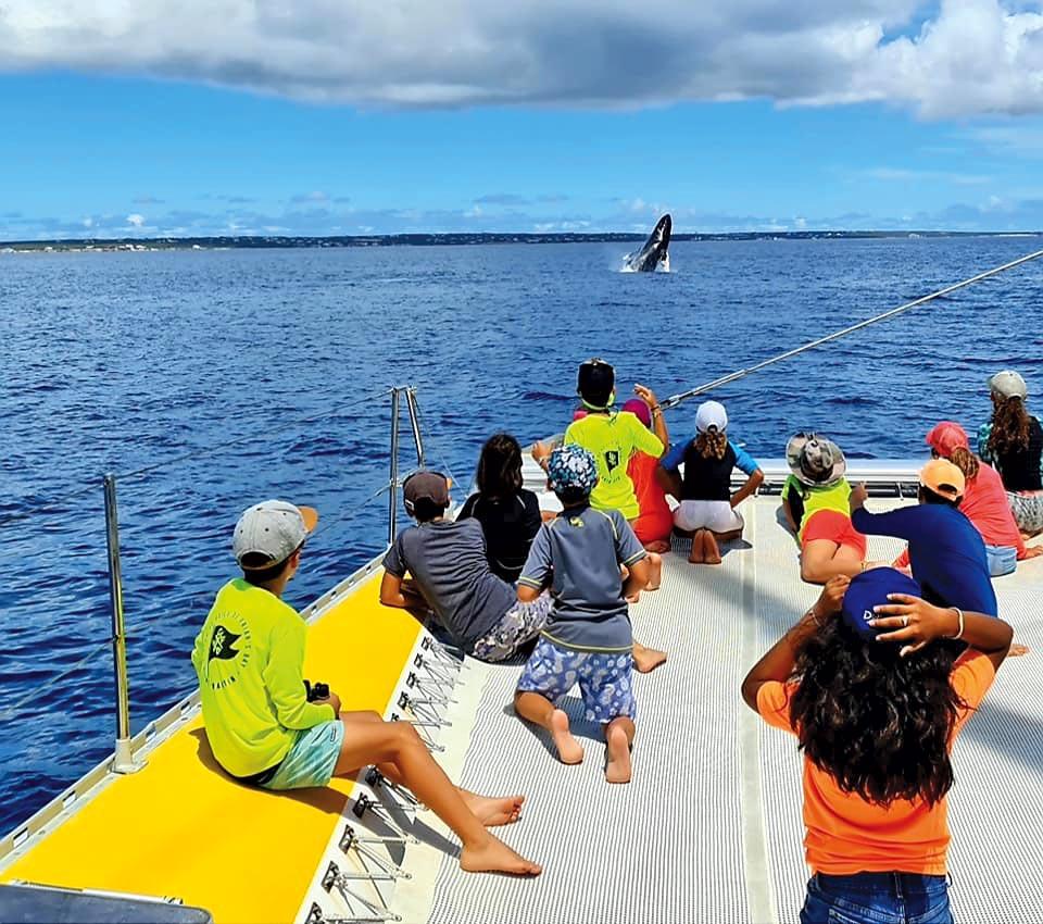 Natura Balene E Delfini Sono Arrivati A Saint Martin Faxinfo