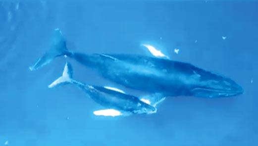 Afspraak Airco Verspreiding NATUUR: Walvissen en dolfijnen zijn aangekomen in Saint-Martin! - Faxinfo